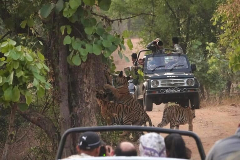 Safari vehicles crowd around a tiger sighting in central India. Such intense tourism activity has made some tigers household names, raising questions about how visibility and economics shape management decisions. Image by Himanshu Bagde.