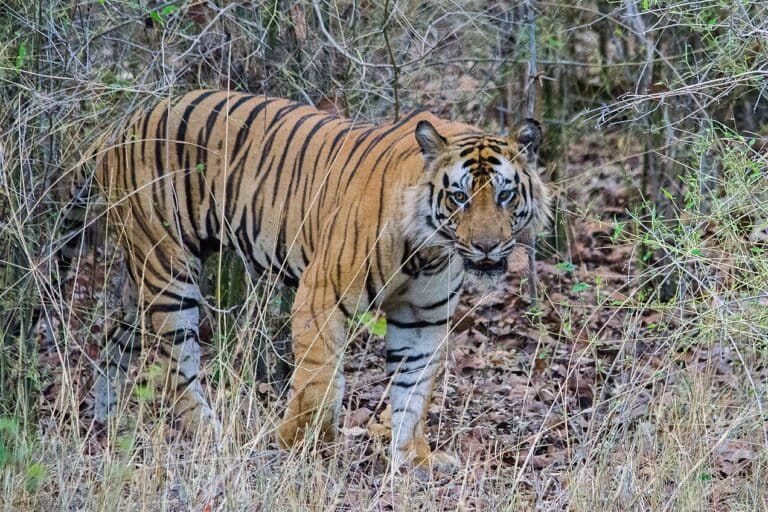 A tiger in Bandhavgarh Tiger Reserve in Madhya Pradesh. Older males survive on wild prey or occasional livestock, and rarely attack humans. Intervening could force younger tigers into conflict or increase human-wildlife conflict; a dynamic that is prevalent in reserves like Bandhavgarh. Image by Santanu Bahali via Wikimedia Commons (CC BY-SA 4.0).