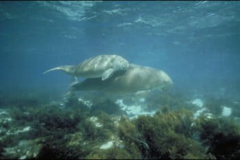 Representative image of dugongs by Metro Toronto Zoo Toronto Canada via Public Domain.
