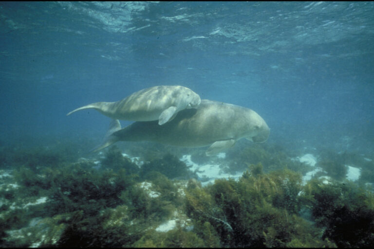 Representative image of dugongs by Metro Toronto Zoo Toronto Canada via Public Domain.