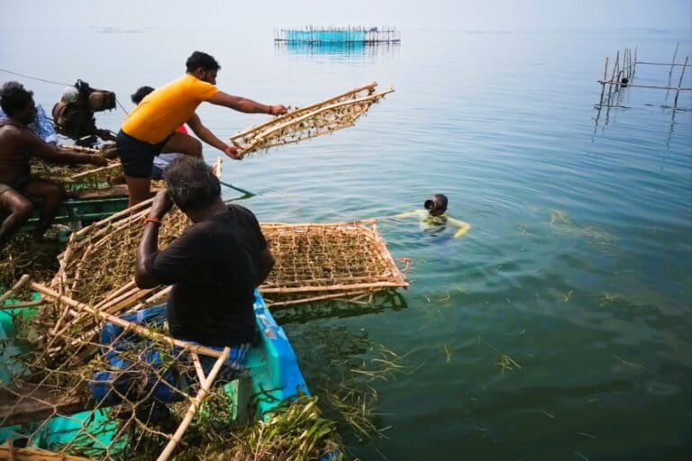 Traditional skin divers from the fishing community plant seagrass nurseries at a depth of four-five metres off the shore of Vallavanpattinam fishers’ hamlet. Until a few decades ago, dugongs were hunted by fishers for their meat. They are now involved in conservation measures. Image courtesy of OMCAR Foundation.