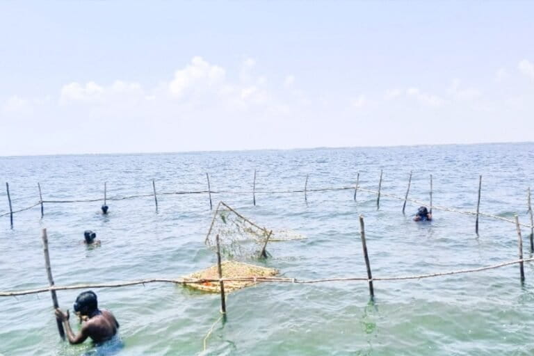 Fisherfolk prepare bamboo frames with seagrass sprigs as part of a dugong habitat restoration project in Vallavanpattinam in Palk Bay. Image courtesy of District Forest Office, Thanjavur.