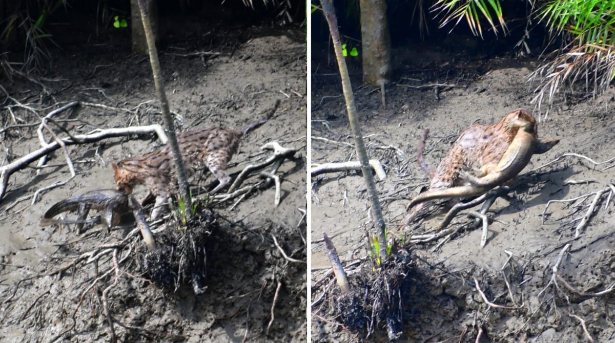 In July, a fishing cat was photographed feeding on a monitor lizard near Pirkhali, a part of Sajnekhali Wildlife Sanctuary which is popular among tourists for wildlife sightings. Image by Soumyadip Santra.