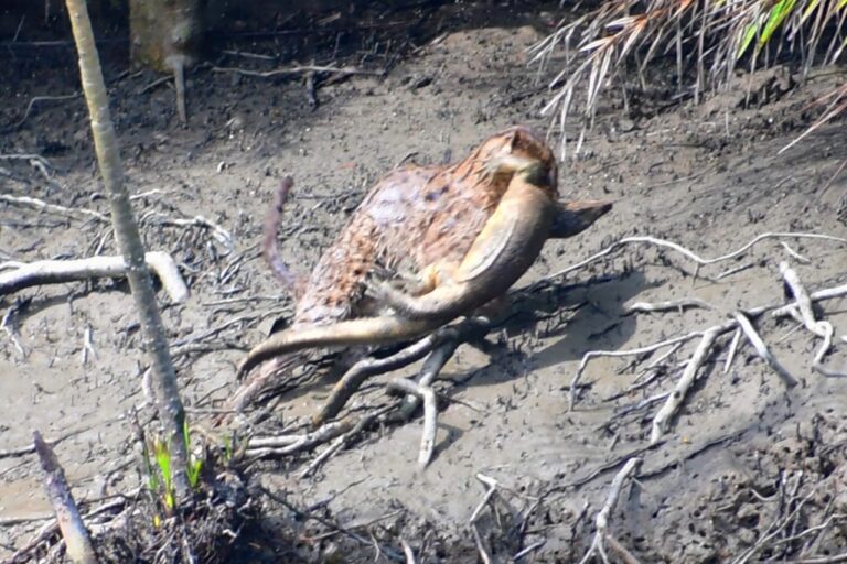 A fishing cat in Sajnekhali Wildlife Sanctuary in the Sundarbans preys on a monitor lizard. Image by Soumyadip Santra.