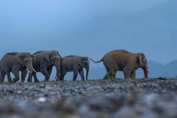 Representative image of elephant herd by Nissan Sharma via Wikimedia Commons (CC BY-SA 4.0).