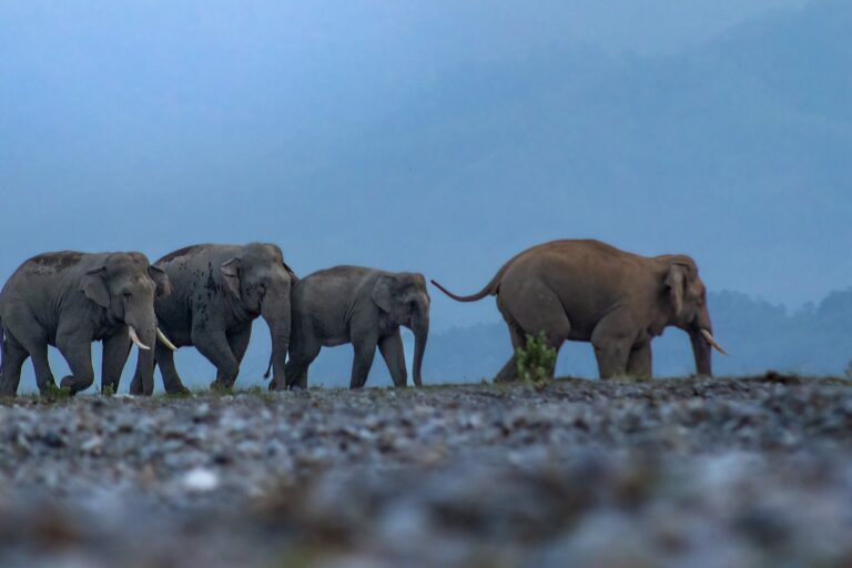 Representative image of elephant herd by Nissan Sharma via Wikimedia Commons (CC BY-SA 4.0).