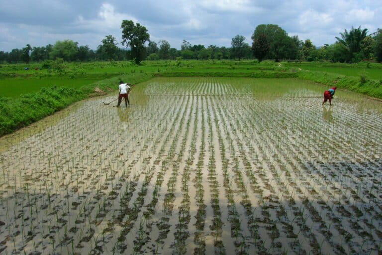 While rice is the main crop in northern Chhattisgarh, farmers also cultivate seasonal vegetables, pulses, maize, wheat, and sugarcane. Image by Jacob Photos via Wikimedia Commons (CC BY-SA 3.0).