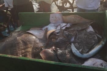A variety of sharks and rays caught in a trawler. Image by Imran Samad.