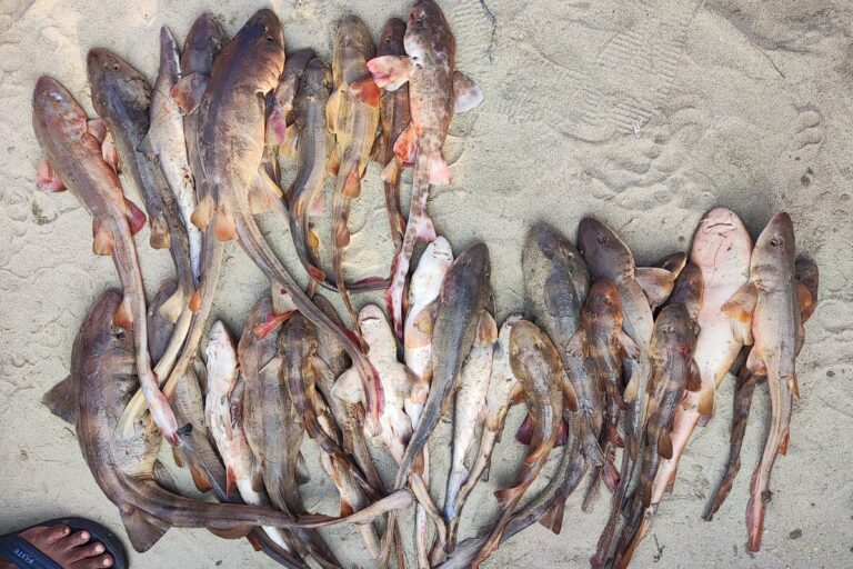 Bamboo sharks are live along the coast, especially in areas with rocks and corals. A recent study found that nearshore elasmobranch catch patterns were influenced by local factors like fishing frequency. The study assessed two major landing sites — Visakhapatnam and Malvan. Image by Imran Samad.