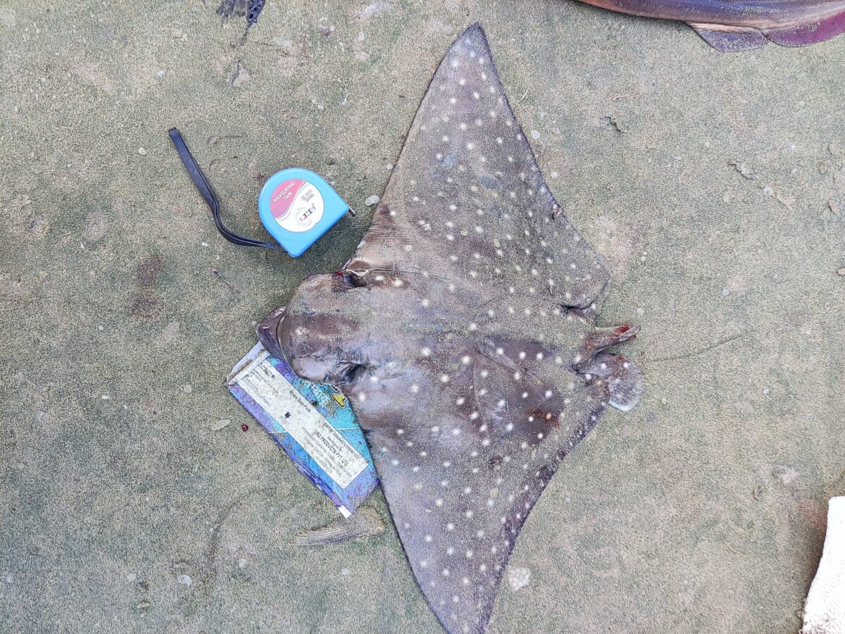 A single spotted eagle ray caught in a trawler operating off the coast of Malvan. Its tail was chopped off to avoid injuries from its venomous barbs or stinger. Image by Imran Samad.
