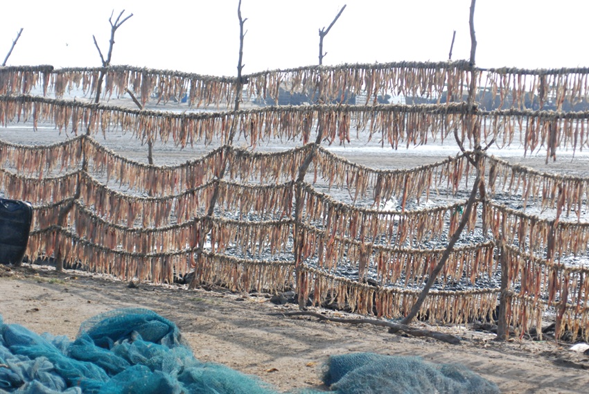 Fish drying in Mundra. Local associations say highly saline effluents from desalination plants are killing prawns, the main species in Dahej’s mudflats. Image by Ravleen Kaur.