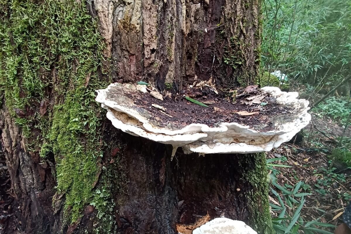 Bridgeoporus kanadii growing on a fir tree. Species in this genus are vital in the housekeeping of forests, by decomposing forest litter, particularly dead wood.