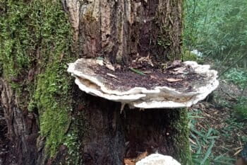 Bridgeoporus kanadii growing on a fir tree. Species in this genus are vital in the housekeeping of forests, by decomposing forest litter, particularly dead wood.