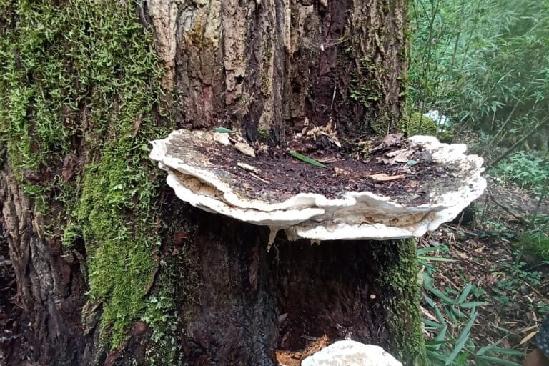 Bridgeoporus kanadii growing on a fir tree. Species in this genus are vital in the housekeeping of forests, by decomposing forest litter, particularly dead wood.