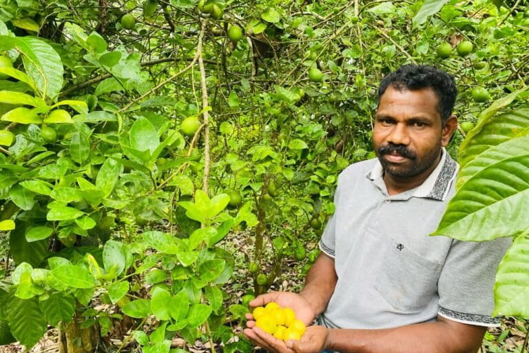 A famer displays his lemon harvest from a homestead nutrition garden in Cheeyampam 73. The Paniyan and Kattunayakan communities in Wayanad once relied heavily on wild food collected from forests. However, changing rainfall patterns have considerably affected resource availability. Image by Vipindas P.
