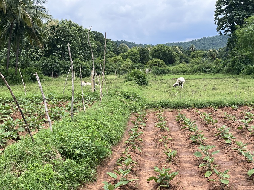 Uncontrolled cattle grazing once limited Charmalik farmers to kharif paddy. With controlled grazing, they now cultivate vegetables, fruits, and pulses. Image by Nidhi Jamwal.