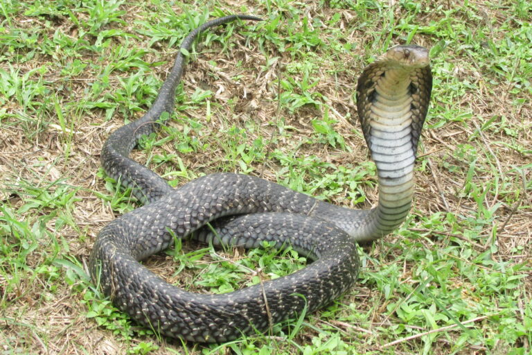 Two of the three cases on envenomation by dead snakes in Assam were by monocled cobras, which were identified through photographs. Representative image by Jonathan Hakim via Flickr (CC BY-NC-SA 2.0).