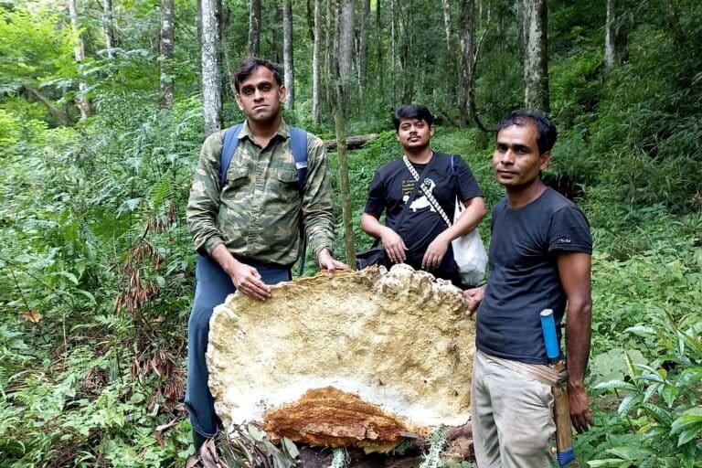Researchers of a recent study pose with a Bridgeoporus kanadii sample. They found 40 fruiting bodies of the fungi, with the smallest measuring nine centimetres in radius, and the largest at three metres. Image courtesy of Arvind Parihar.