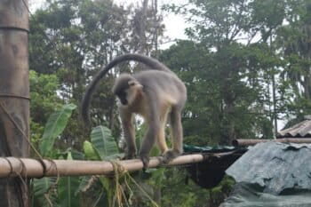 A capped langur at Bordubi. Image by Neeharika Gogoi.