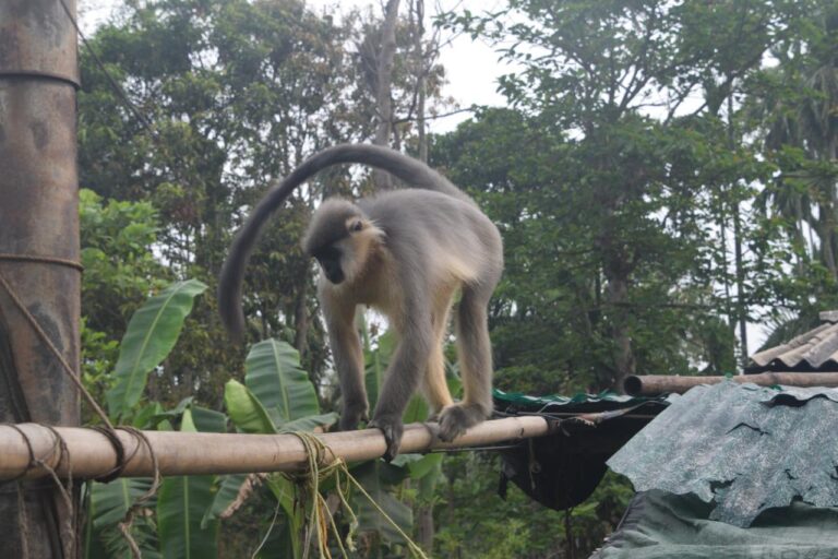 A capped langur at Bordubi. Image by Neeharika Gogoi.