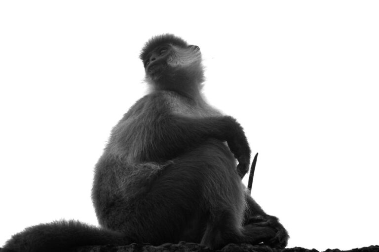 Capped langur in Bordubi. Image by Neeharika Gogoi.
