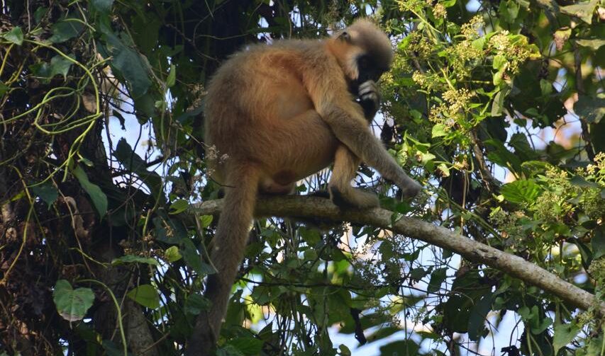 A capped langur in Hollongappar. Image by Neeharika Gogoi. 