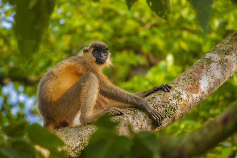 Capped langur at Hollongapar. Image by Samrat Sengupta.