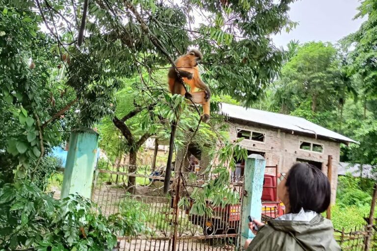 Neeharika Gogoi in frame with a capped langur. Image by Bulu Gorh (Gogoi's field guide).