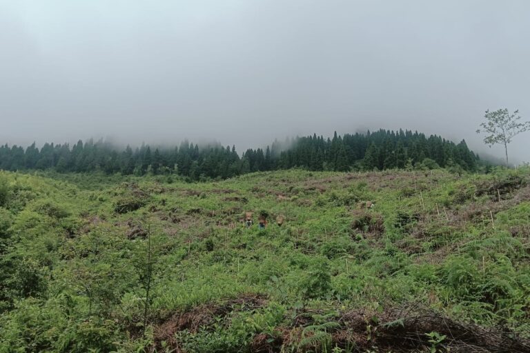 A restoration site in Sikkim where saplings are being planted to revive the degraded landscape. Image by Passang Nima Sherpa.