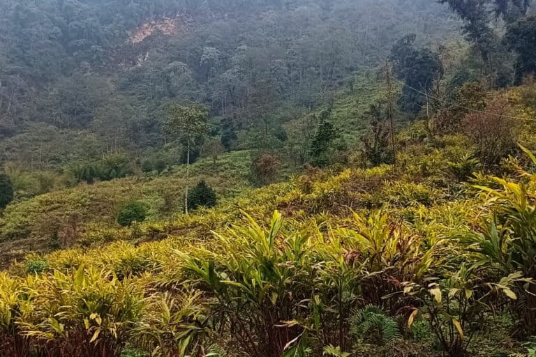 A large cardamom farm cultivated under an open canopy in West Sikkim, which can be mistaken for degraded forest in satellite imagery. Image by Aditya Pradhan.