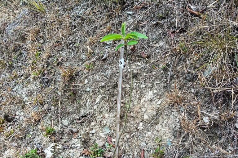 A sapling planted in 2024 shows promising early growth on the rocky, sloped terrain that is typical of the Eastern Himalaya. Image by Aditya Pradhan.