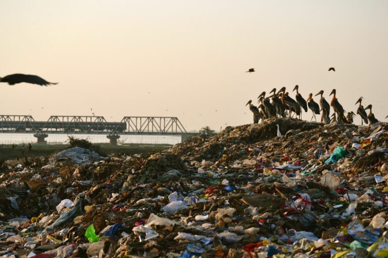 A waste dumping ground on the banks of Deepor Beel. Researchers say that nutrient pollution plays a decisive role in bloom formation. These nutrients enter the wetland from untreated sewage, agricultural runoff, and solid waste carried into the wetland by the Basistha and Kalmani rivers. Image by India Water Portal via Flickr (CC BY-NC-SA 2.0).