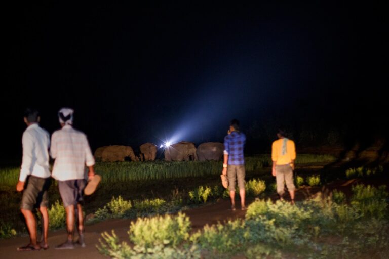 Elephants raid paddy fields at night in Jhargham district as farmers watch. Image by Human & Environment Alliance League.