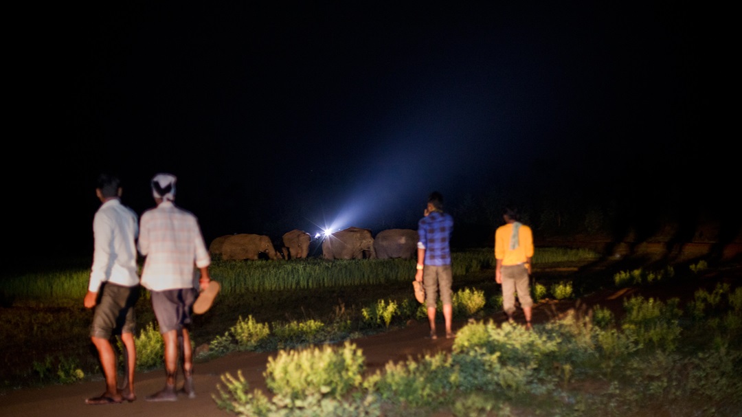 Elephants raid paddy fields at night in Jhargham district as farmers watch. Image by Human & Environment Alliance League.