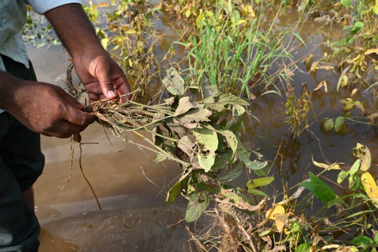 A farmer shows his soybean crops damaged by the heavy rains. About 1.75 million (17.5 lakh) hectares of farmland across Sambhajinagar, Jalna, Beed, Latur, Parbhani, Dharashiv and Hingoli districts, has been damaged, according to the government data. Image by Yash Pawar.
