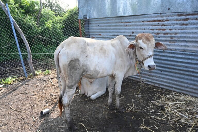 As of September 25, the rains killed at least 1,067 livestock. Nearly 4,000 villages were affected in one way or another, with 2,000 houses damaged and 52 people dead. Image by Yash Pawar.