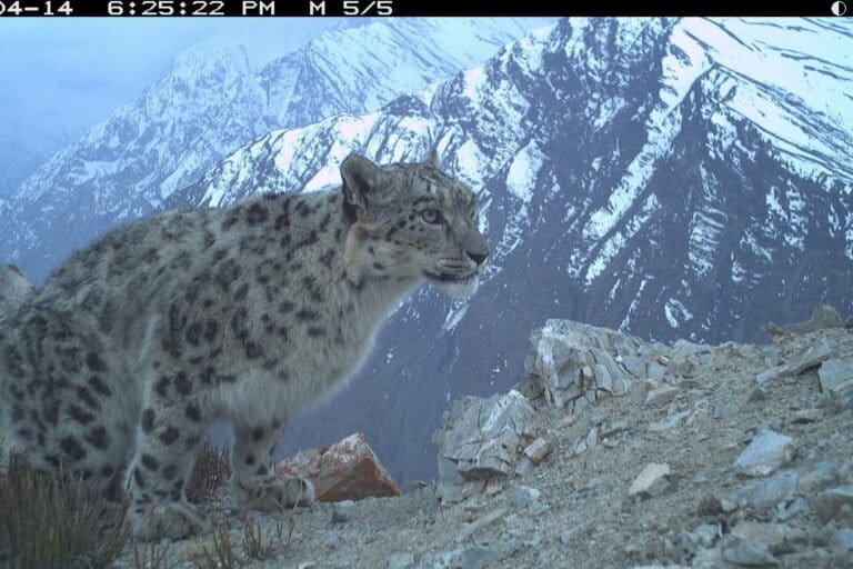 Snow leopard captured in a camera trap during the state-wide survey. Image by Nature Conservation Foundation and Himachal Pradesh Forest Department.