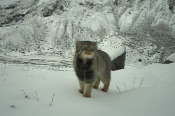 Pallas's cat. The survey that captured the cat also shot images of the Brokpa herding community whose centuries-old pastoral traditions enable coexistence with wildlife. Image courtesy of WWF-India.