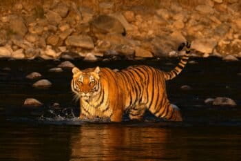 Tiger crossing Ramganaga River in Corbett Tiger Reserve, Uttarakhand. Image by Mayank Jaiswal.