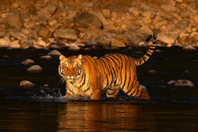 Tiger crossing Ramganaga River in Corbett Tiger Reserve, Uttarakhand. Image by Mayank Jaiswal.