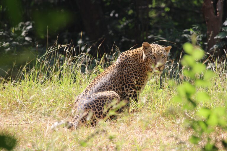Even in fragmented areas, leopards managed to disperse, reflecting their ability to live close to humans and in varied habitats. Image by Shrushti Modi.
