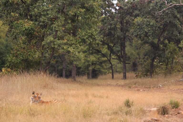 While large carnivores are vulnerable to human disturbance, as in the form of fragmentation of their habitats which can lead to inbreeding. However, a new study shows that they don't all respond the same way. Tigers showed moderate connectivity in comparison to leopards and dholes; populations were still exchanging genes but faced barriers. Image by Shrushti Modi.