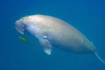 A dugong swims towards the surface of the waters around Neil island, Andaman and Nicobar. Image by Vardhan Patankar.