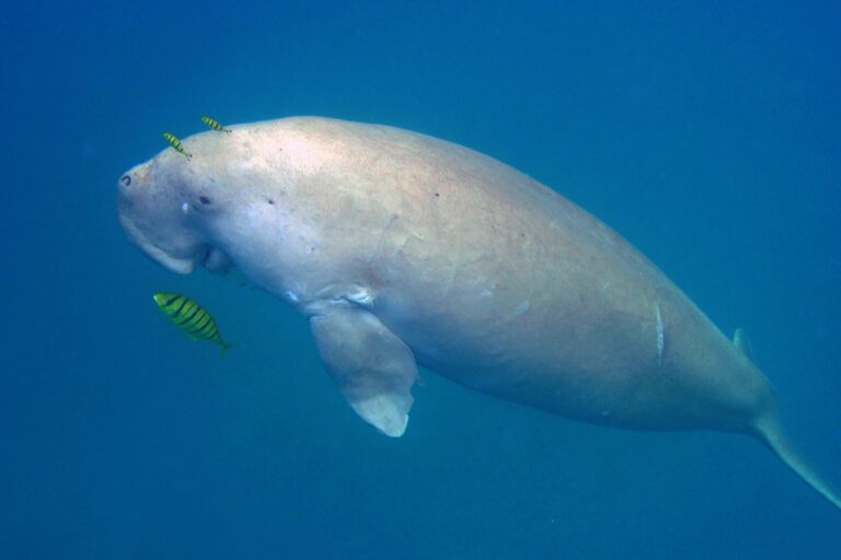 A dugong swims towards the surface of the waters around Neil island, Andaman and Nicobar. Image by Vardhan Patankar.