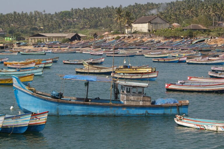 Fishing boats along the coastline of Tamil Nadu. Globally, dugongs face pressures from hunting, fishing net entanglement, boat strikes, and habitat degradation. A recent study added another concern to the list: heavy metal bioaccumulation. Image by c0t0s0d0 via Wikimedia Commons (CC BY-SA 2.0).