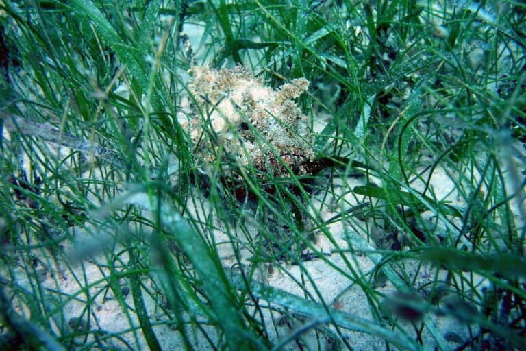 India's 16 seagrass species are critical in stabilising marine sediments, storing blue carbon, and providing nurseries for fish and invertebrates. Dugongs feed almost exclusively on seagrasses. Representative image by National Marine Sanctuaries via Public Domain.