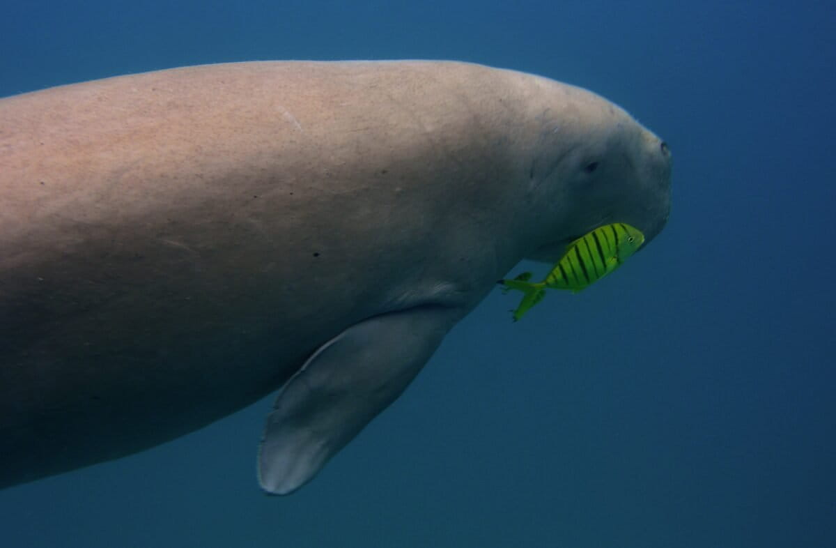 Between 2018 and 2023, researchers examined tissues from 46 stranded dugongs along Tamil Nadu's coastline and detected 13 heavy metals, including cadmium, mercury, lead, chromium, and arsenic. Image by Vardhan Patankar.