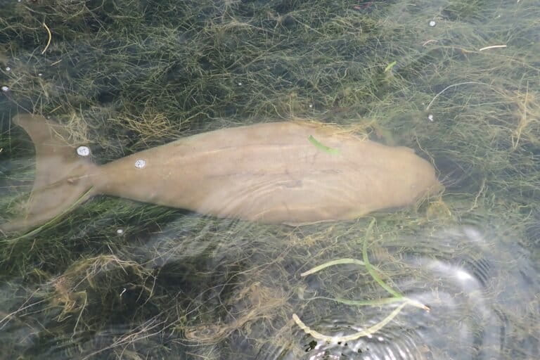 A live dugong found washed ashore in Tamil Nadu was rescued and released in a seagrass meadow by the WII team that led the recent study. Image © Arun Sankar/CAMPA Dugong/WII.