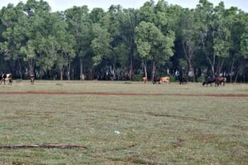 Cattle graze on the Hesaraghatta Grassland Conservation Reserve. Grasslands endure and regenerate—no matter how much they’re grazed or nibbled by animals. Image by Ishwarappa