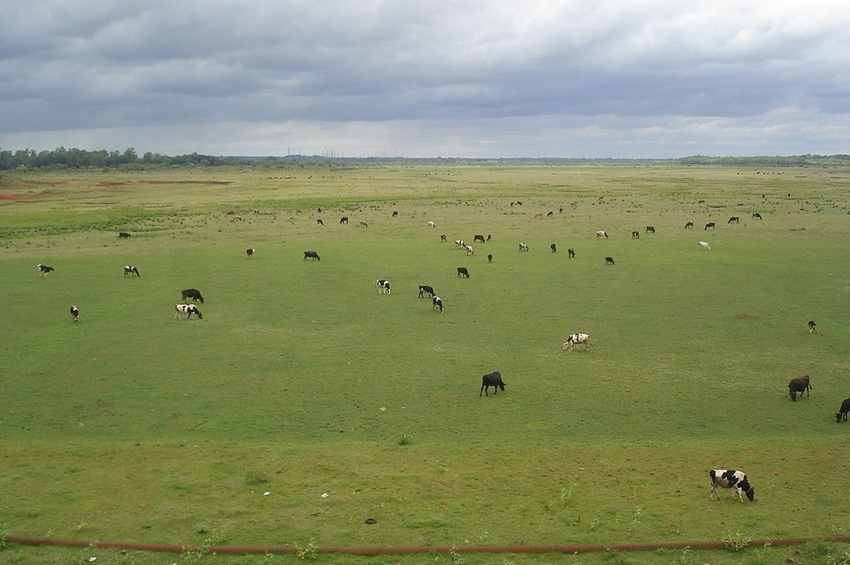 Cattle graze in the Hesaraghatta grassland. Image by Planemad via Wikimedia Commons (CC BY-SA 4.0)